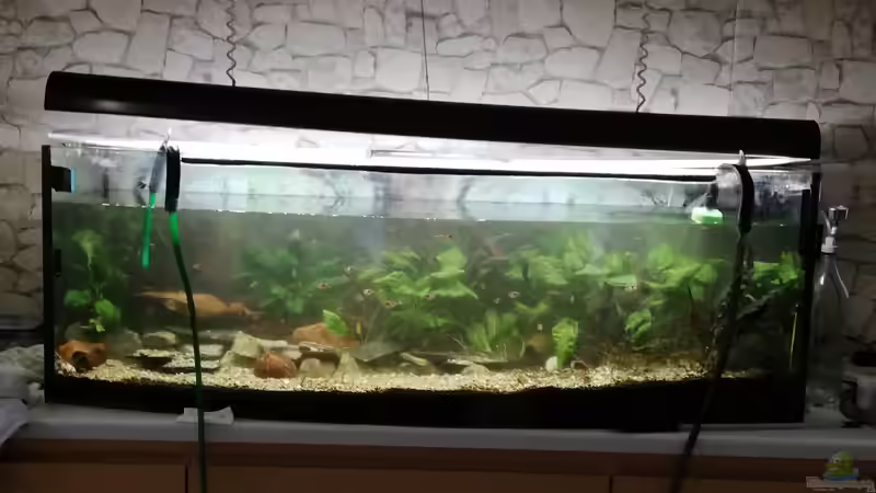 Die Einlaufphase eines Aquariums: Ist ein Wasserwechsel erforderlich?