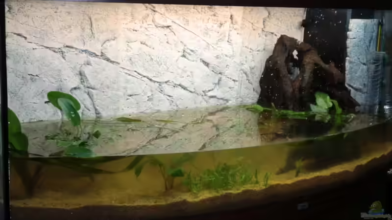 die Einrichtung schreitet voran mit neuen und teils bereits Pflanzen aus dem alten von Sirko Fricke (12)