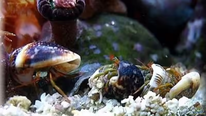 Die Einsiedler-Truppe von Petra Kallmeyer (15)