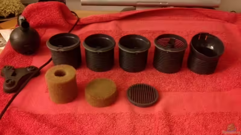 die einzelnen Segmente von junger Aquarianer (44)