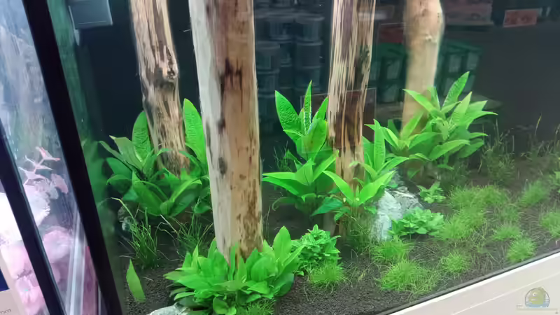 die Eleocharis pusilla und die Hygrophila kommen gut... von Torsten Bullmahn (29)