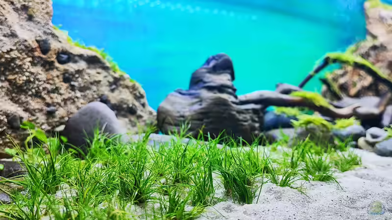 Die Eleocharis-Wiese von bergfrau (13)