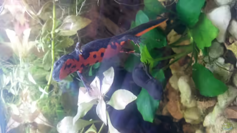 die Eltern  von Ceylon (20)