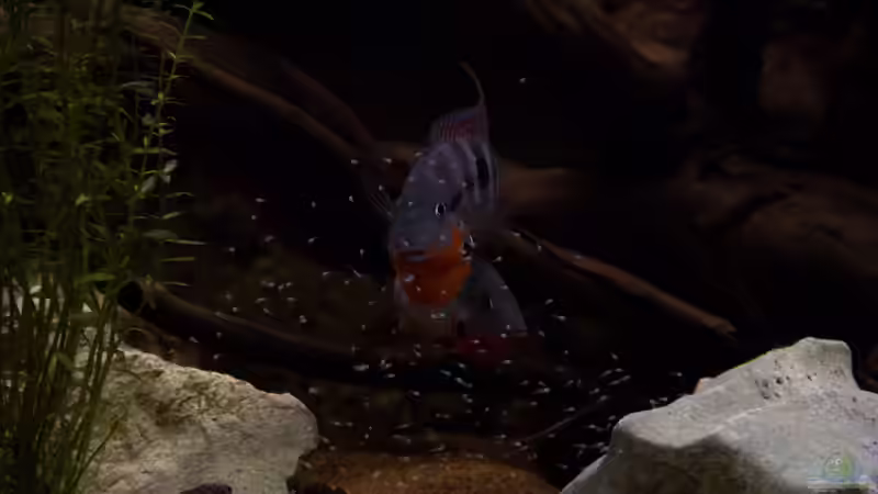 Die Eltern auf der Hut. von GoreSlayer (115)