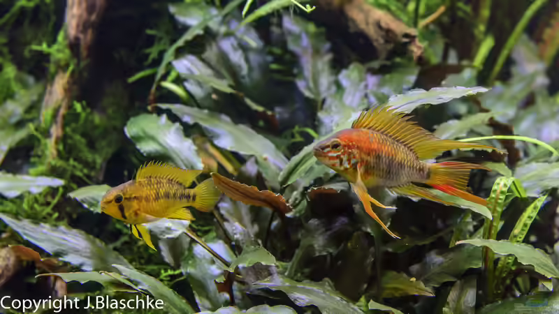 Die Eltern von JARB (60)