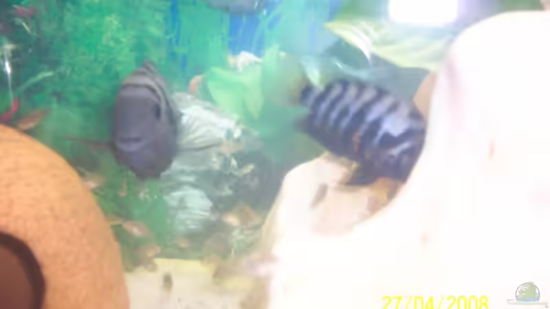 Die Elterntiere, li. der Bock und re. das Weibchen von Janina Timm (8)