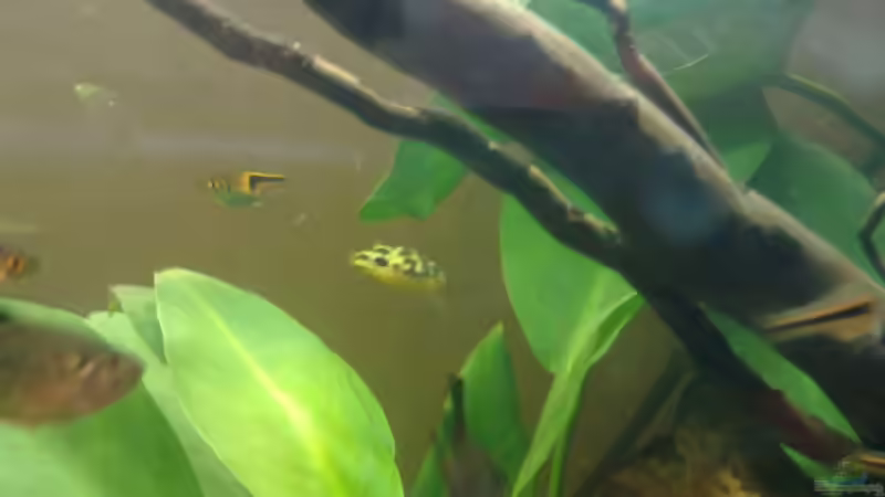 Die Erbse ;) von Koehler (24)