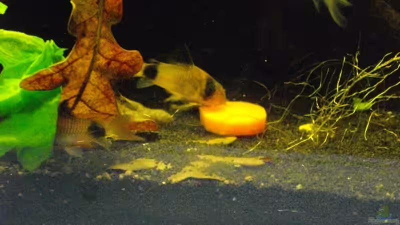 Die Erbste hatte nicht die geringste Chance :-) von Caricciola (15)