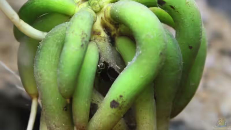 Die Ersatz-Schwimmblattpflanze, eine Seekanne oder auch Wasserbanane von Falk (10)