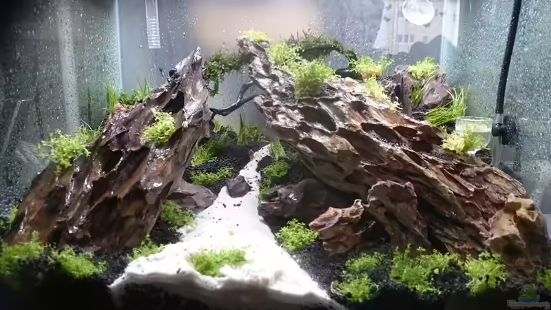 die Erstbepflanzung ohne Wasser von Helle (11)