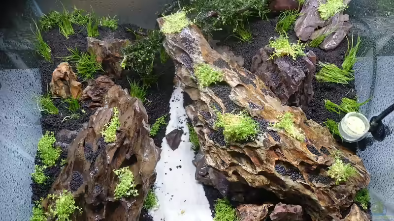 die Erstbepflanzung ohne Wasser von Helle (12)