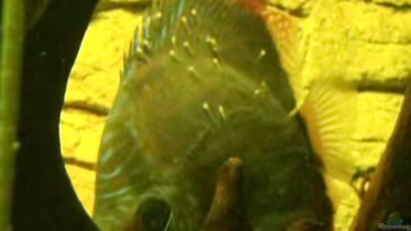 Die erste Nachzucht beim Aufschwimmen von Blue2 (28)