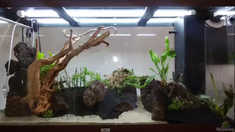 die erste Pflanzenlieferung wurde direkt eingesetzt von Sebastian Hartmann (59)