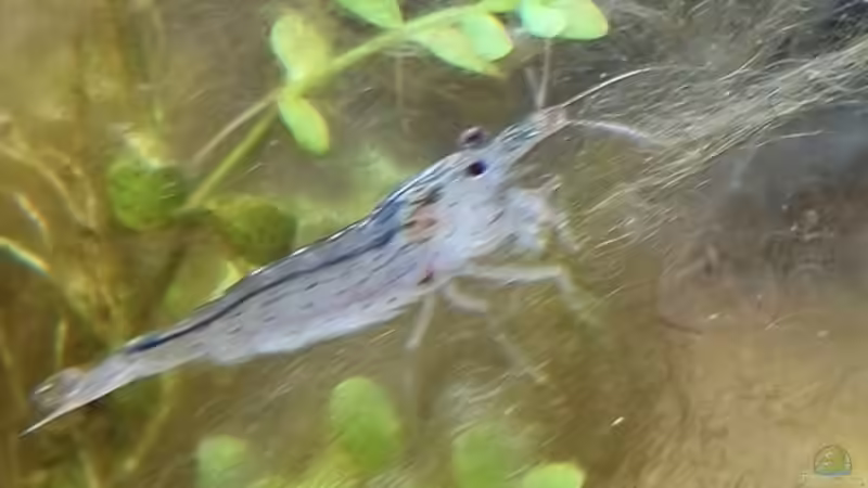 Einrichtungsbeispiele mit Amano-Garnelen (Caridina multidentata)