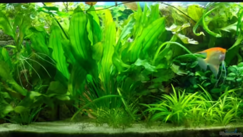 die ersten 9 Monate sind überstanden! von Denon (1)