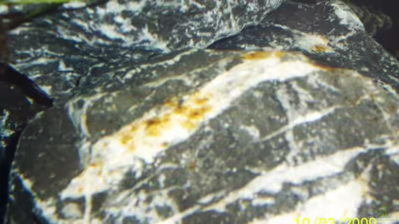 Die ersten Algen sind eingezogen von rolli174 (27)