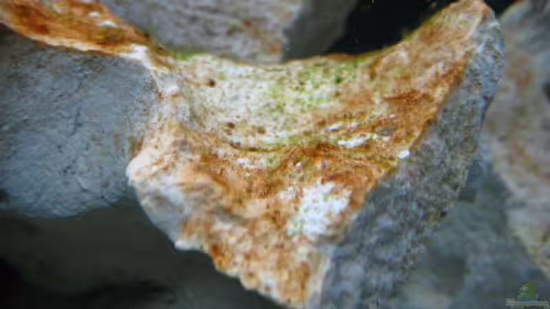 Die ersten Algen werden langsam grün von Meike_R (22)