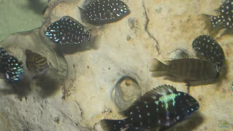 die ersten beginnen sich umzufärben von Oliver Schulte (16)