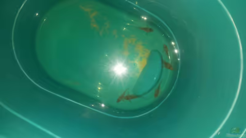 Die ersten Bewohner..... von Judith P. (16)