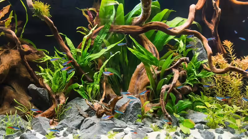 Die ersten Bewohner ... freuten sich über den Bakterien Rasen auf den Wurzeln ... von Betta Chris (139)