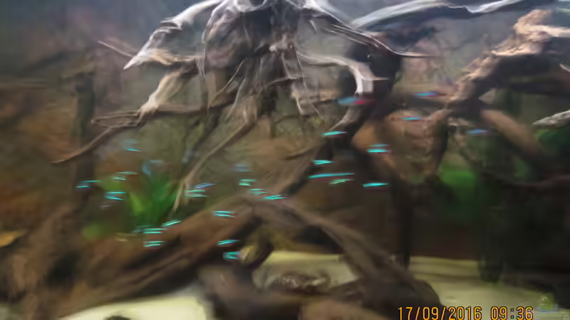 Die ersten Bewohner, rote Neons,von oben an der Mittelstrebe befestigte Fingerwurzel von Ottche (19)