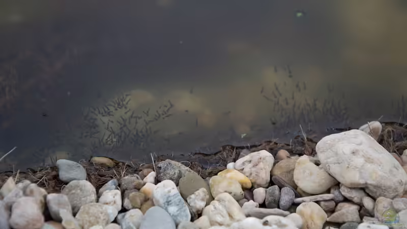 Die ersten Bewohner der Teiches. Schwarze Mückenlarven. 10.05.2018 von Acki50 (43)