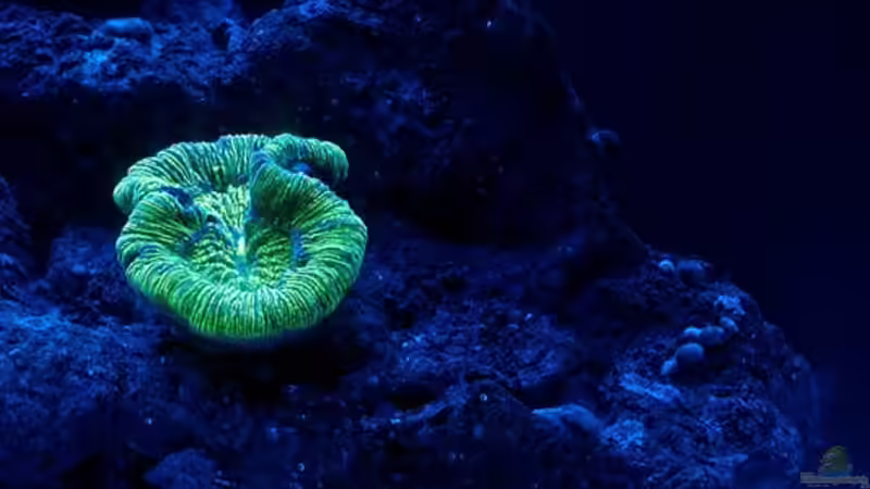 Die ersten Bewohner (November 2012) - noch ganz klein und schüchtern von uepsie (3)