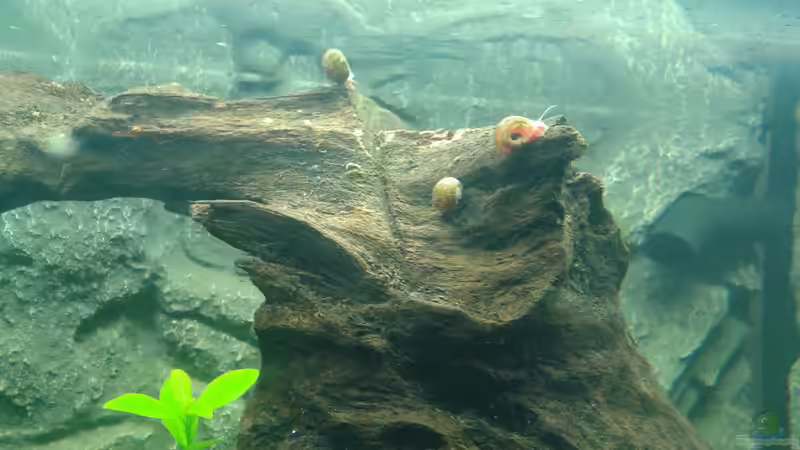 Die ersten Bewohner von Deoroller (47)