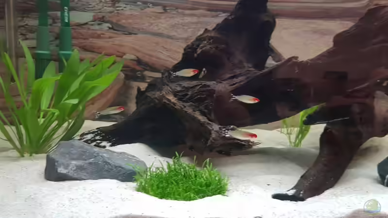 Die ersten Bewohner von Marcel Raack (3)