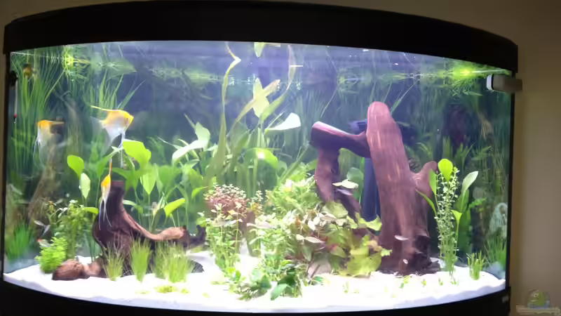 die ersten Bewohner von Nebukadnezar2k (9)