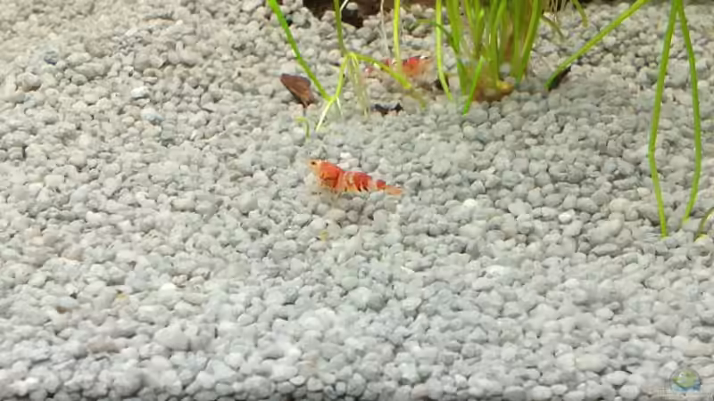 die ersten Bewohner von Ulf (7)