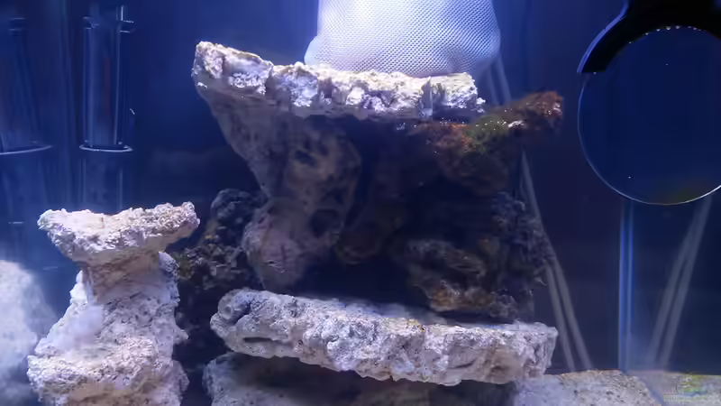 Die ersten Braunalgen (im Beutel Silikatabsorber) von blueeys21 (5)