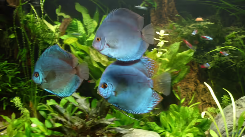 die ersten Diskus von privat aus Beckenauflösung von Grünhexe (80)