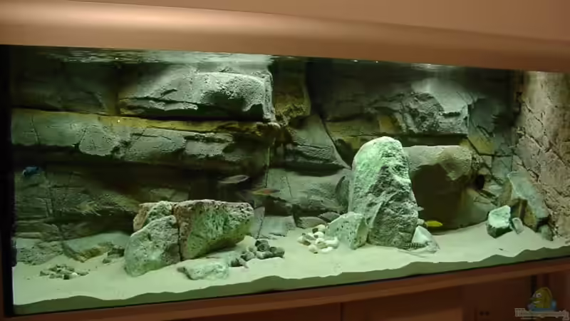 Die ersten Fische aus dem alten Becken sind umgezogen: es sieht noch ziemlich leer aus! von Georg Botz (7)
