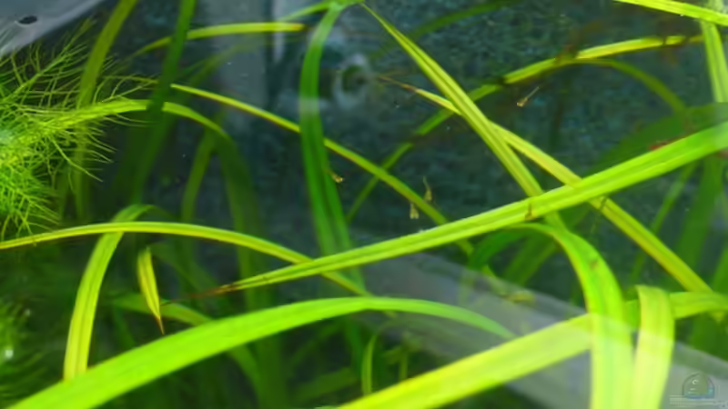 Die ersten Nachkommen - 18 Tage nach dem Fischbesatz von Torsten Franke (21)