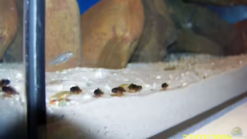 Die Ersten Nachzuchten . Hongis, Yellows und Cynotilapia afra von rolli174 (35)