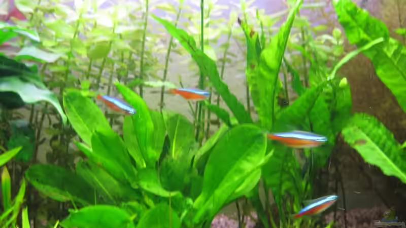 Die ersten Neons sind da... von Sascha Bötzel (13)