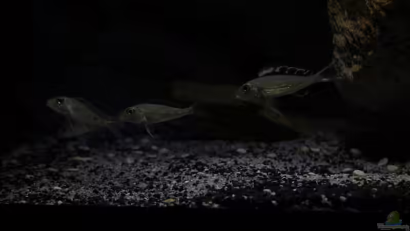 Die ersten ´öffentlichen´ Annäherungen von The Pictus catfish (32)