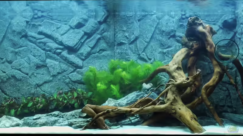 Die ersten Pflanzen sind eingezogen von Jah Gaid (3)