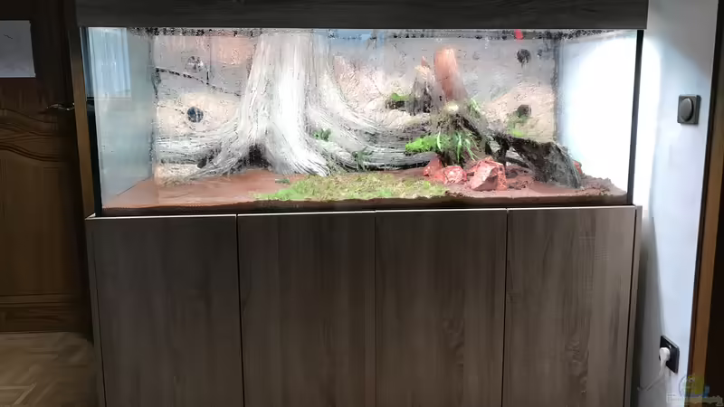 Eleocharis acicularis im Aquarium oder Gartenteich (Einrichtungsbeispiele mit Nadelsimse)