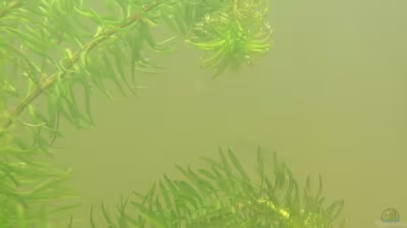 Die ersten Pflanzen Valisneria von Palo (9)