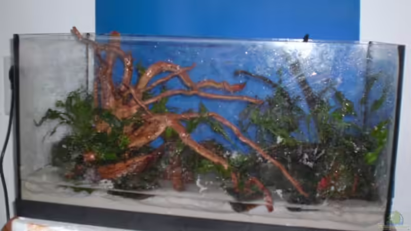 Die ersten Pflanzen von Dominik (6)