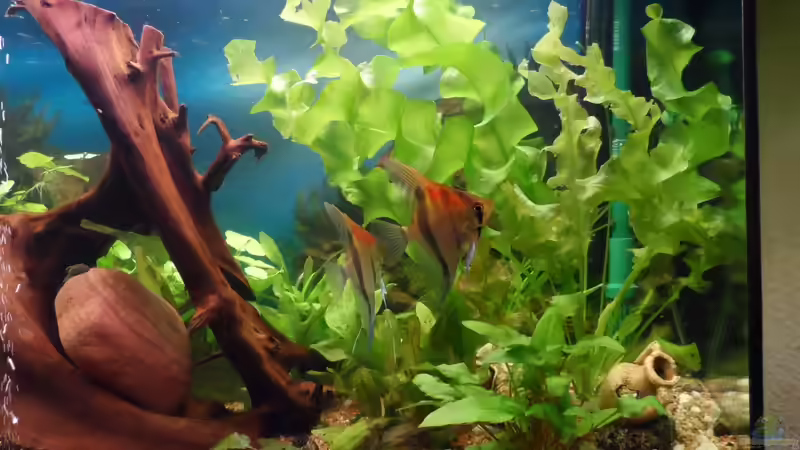 die ersten Pflanzen von S04Peter (7)