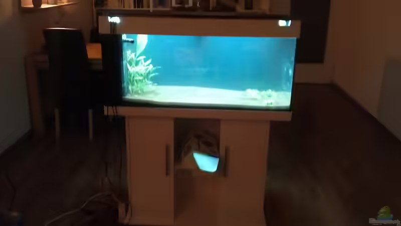 Die ersten Pflanzen zogen ein von Anna S. B. (2)