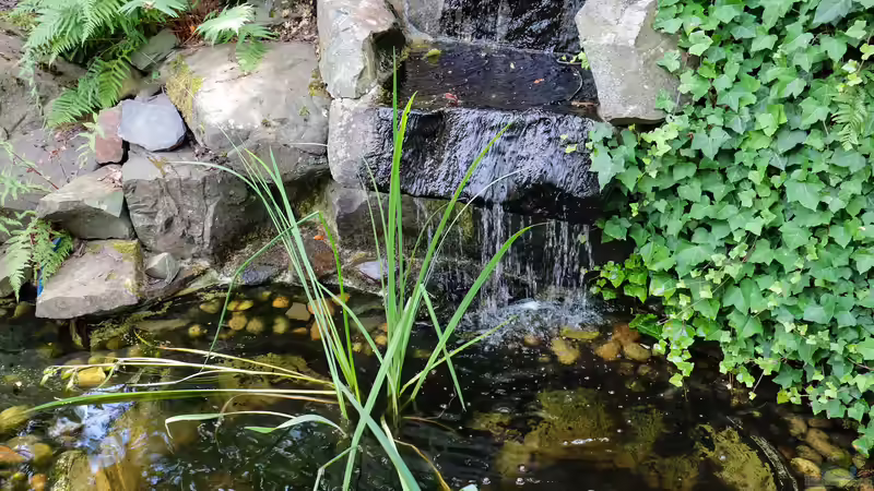 Die ersten Reinigungsmaßnahmen am Teich