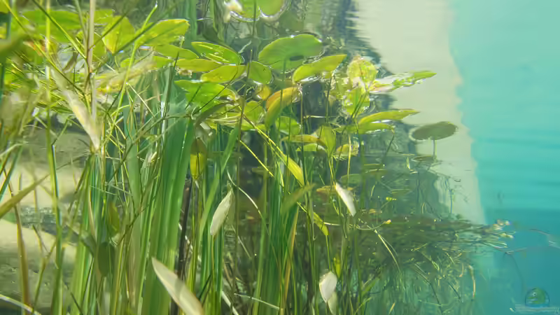 Die ersten Reinigungsmaßnahmen am Teich