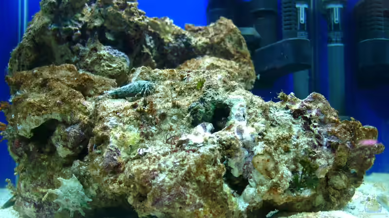 Die ersten Schnecken und Krebse ziehen ein von Bürste (3)