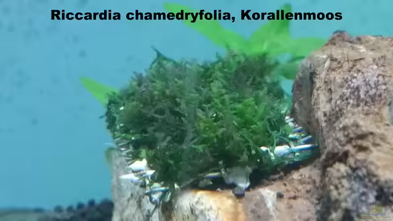 die ersten Triebe zeigen sich von Dario (7)