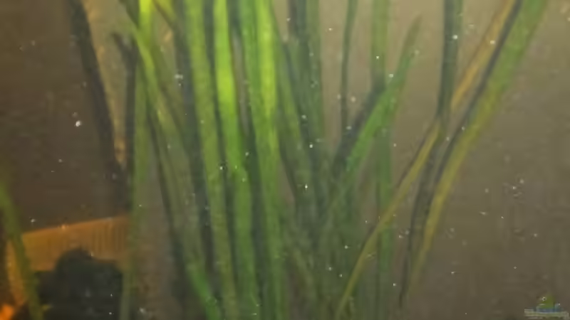 die ersten Vallisneria spiralis 08/2011 von Pflanzennarr (18)