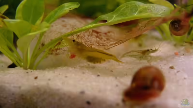 Die ersten Weibchen tragen Eier! von Bunter Fisch (32)